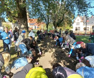 2 tysiące żonkili posadzono na Polu Nadziei w Lesznie. To symbol walki z rakiem