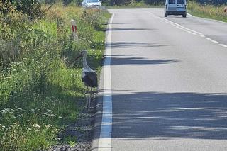Bociany nietypowe zagrożenie na drodze.