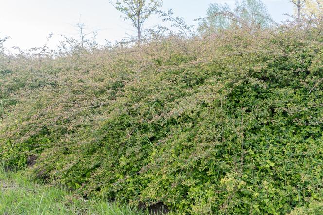 Śnieguliczka Chenaulta ‘Hancock’ - Symphoricarpos × chenaultii ‘Hancock’