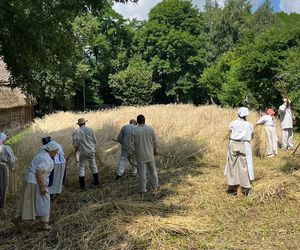 W Skansenie odbyły się retro żniwa, żęto żyto metodami pradziadków