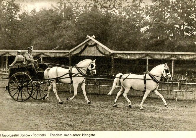 Stadnina koni w Janowie Podlaskim na starych zdjęciach