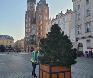 Drzewa na Rynku Głównym w Krakowie