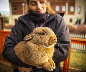 Chorzowski skansen ma nowych mieszkańców. To cztery słodkie króliki