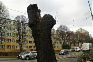 Wycinka drzew na al. Powstańców Wielkopolskich