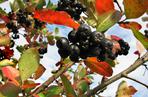 aronia