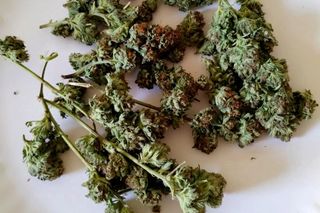 Krzaki konopi i marihuana w Mierzwicach Kolonii