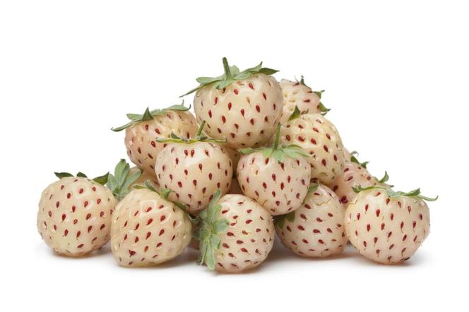 Pineberry - biała truskawka