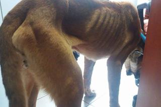 Egona właściciele porzucili w środku lasu