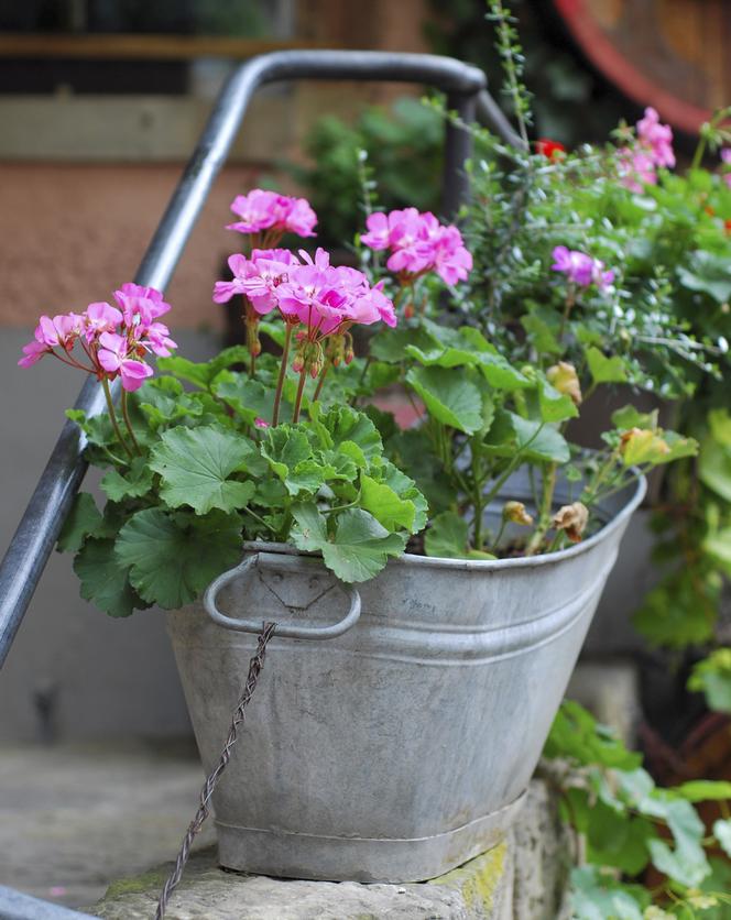 Pelargonia