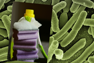 Jak często wymieniać gąbkę do naczyń? Gąbek powinniśmy bać się bardziej niż sedesów