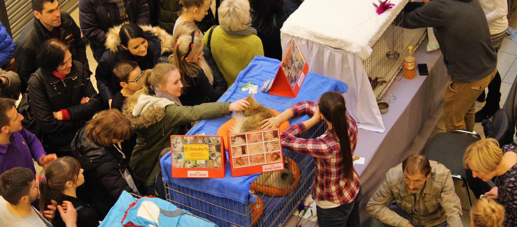 Wystawa kotów w Galerii Kaskada