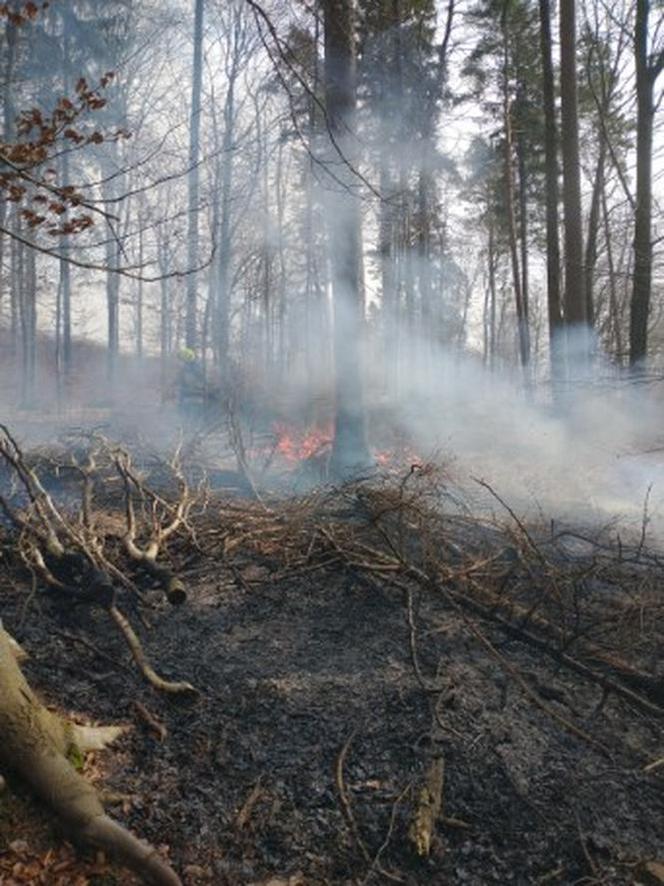 Pożar lasu pod Olsztynem. Gdyby nie szybka reakcja ratownicza, straty byłyby ogromne [FOTO]
