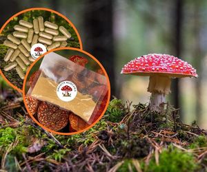 W sieci kwitnie handel muchomorem czerwonym. Na uspokojenie, na stres, ludzie biorą też na serce