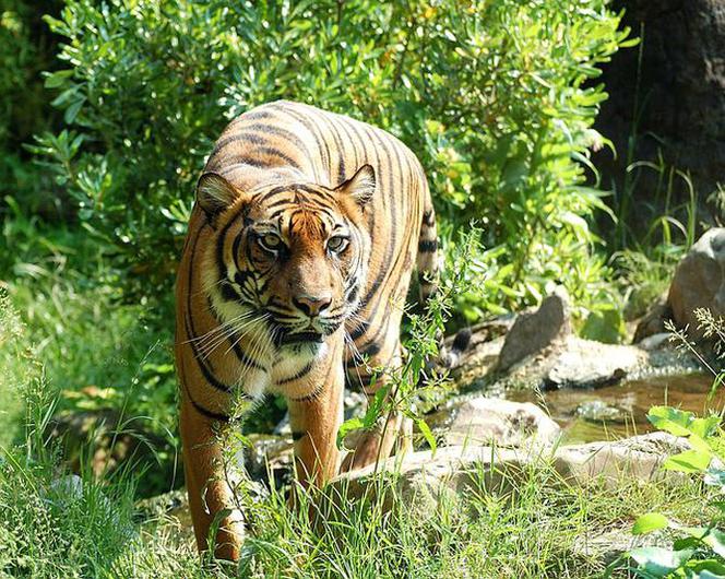 Dramat we wrocławskim zoo. Tygrys zabił swojego opiekuna [AKTUALIZACJA]