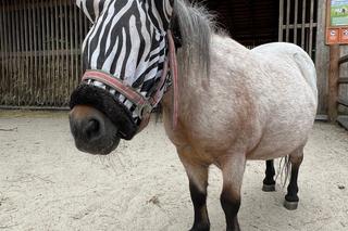 Ni to zebra, ni to koń. Wszystkiemu winne są... owady