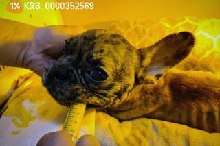 Influencerka i jej partner zagłodzili buldożkę Suzi. Sąd skazał ich na prace społeczne