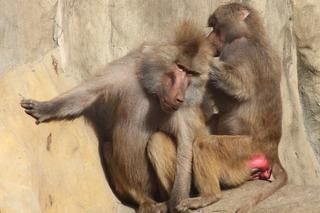 Małpia kosmetyczka pracuje 7 dni w tygodniu. Jedyne takie miejsce w stolicy. „Iskanie relaksuje”