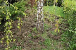 Locha oprosiła się pod szkołą na Białołęce