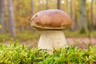 Jakie grzyby rosną we wrześniu? Te jadalne gatunki spotkacie teraz lasach