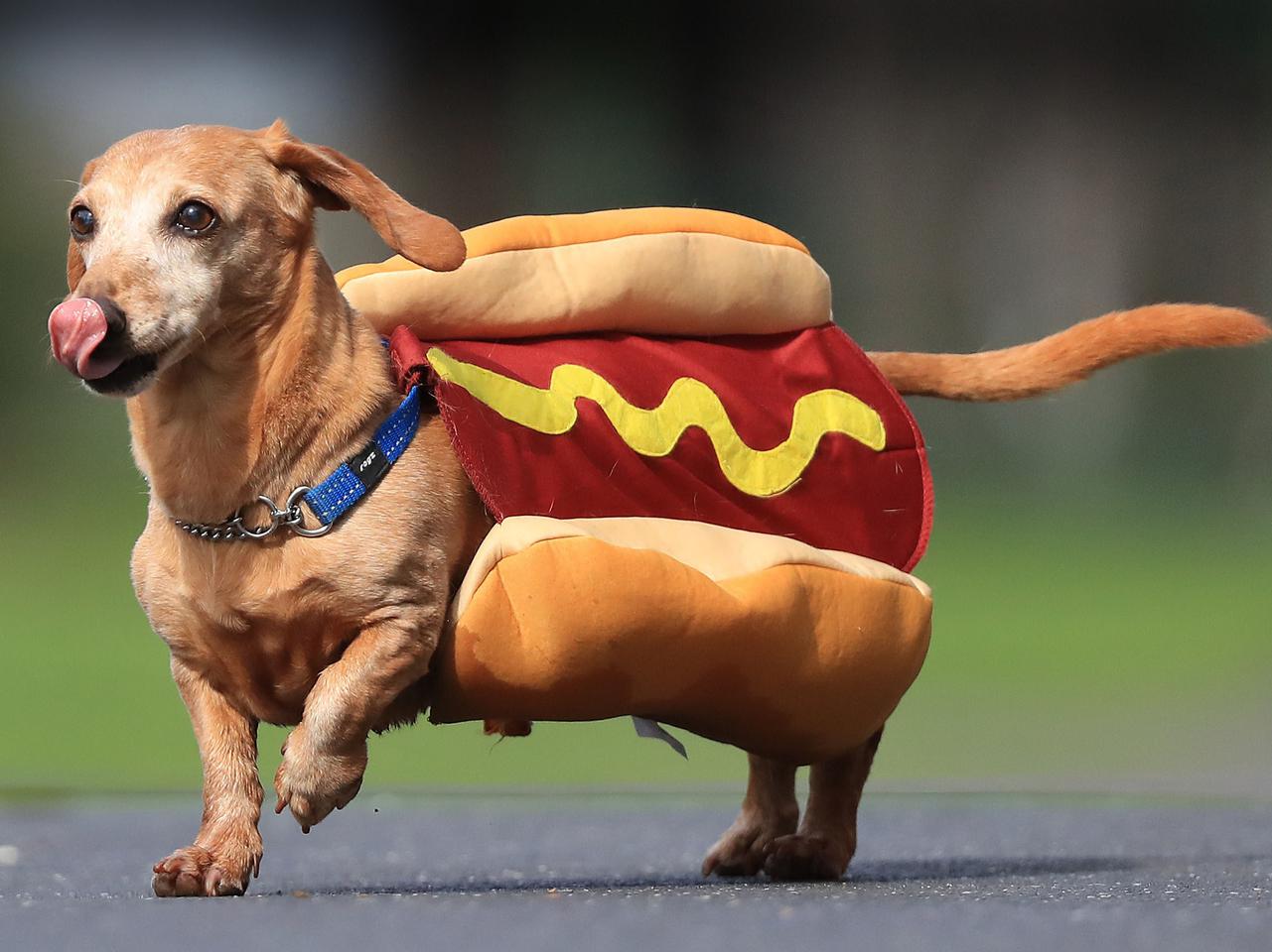 WYŚCIGI HOT-DOG-ÓW.