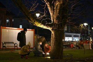 Bydgoszcz oświetla drzewa. Nastała jasność nad wiekowymi kasztanowcami