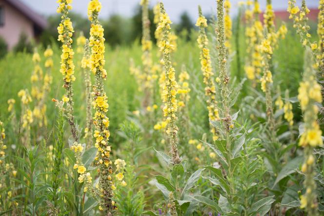 Dziewanna pospolita (Verbascum thapsus)