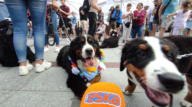 Berneńskie psy pasterskie opanowały Rynek w Tarnowie