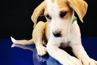 Bimber osłodzi ci życie