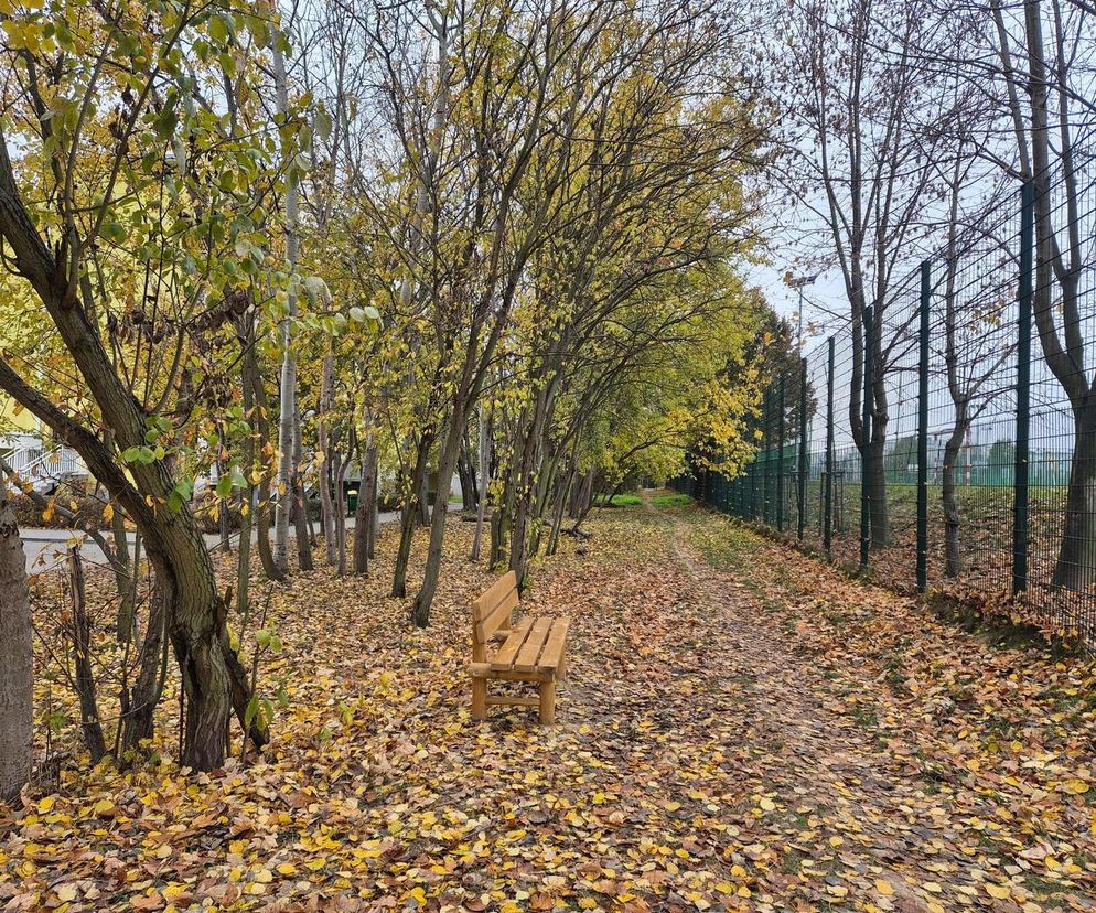 Lublin -  Zielony Budżet W koronach drzew
