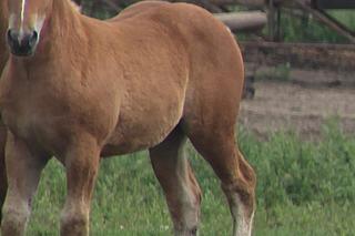 Serce pana Franciszka nie wytrzymało, gdy jego klacz padła na ziemię. Finał historii wyciska łzy