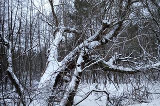 Zimowe krajobrazy na pograniczu Skarżyska i Suchedniowa