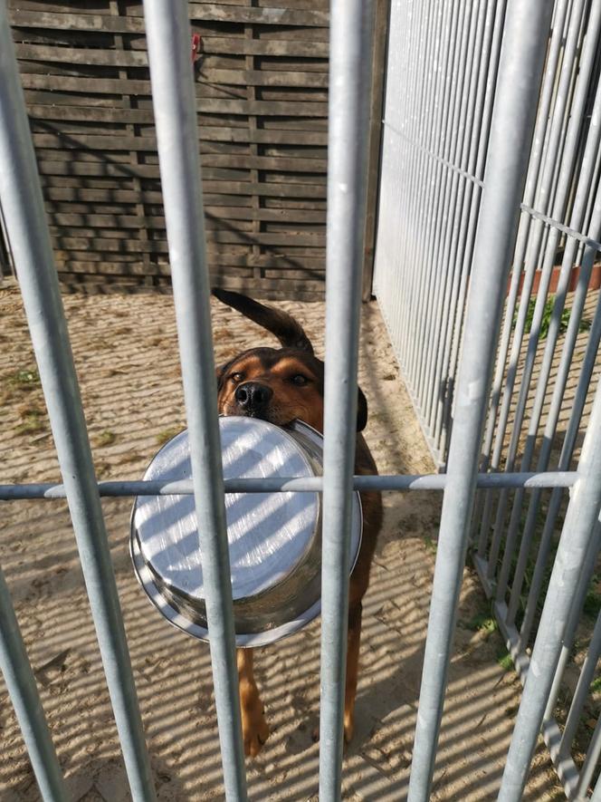 Jak przekazać 1 proc. podatku ? Towarzystwo Opieki nad Zwierzętami prosi o pomoc