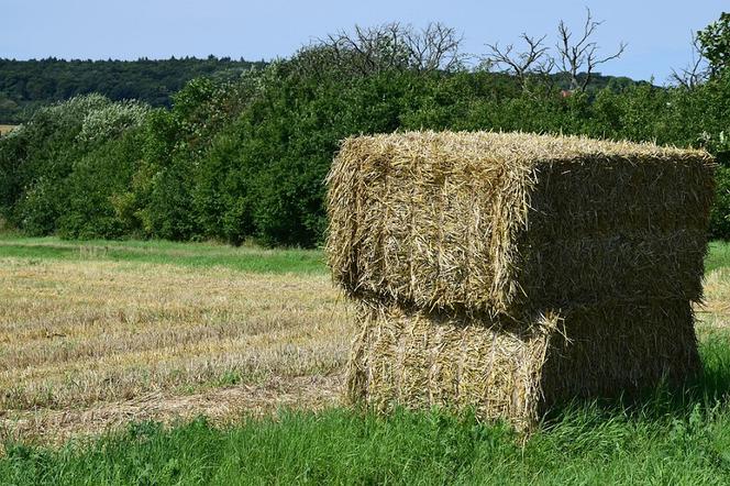 Słoma potrzebna psiakom z gorzowskiego schroniska