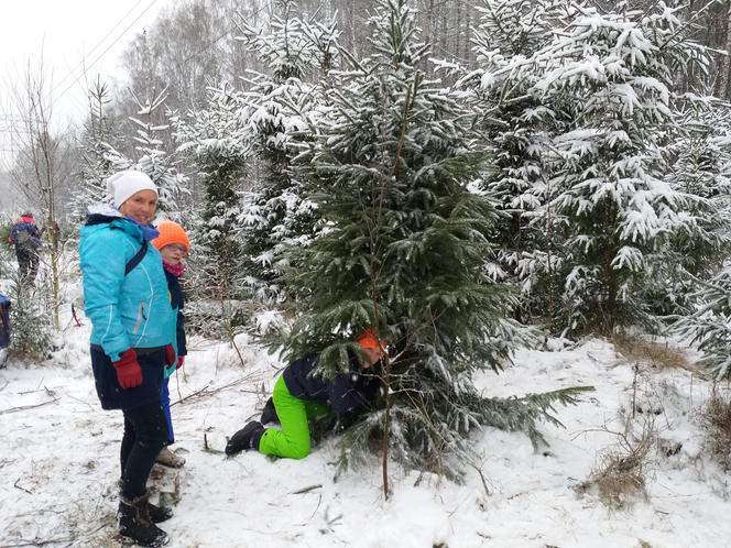 Choinki wycinali starsi, ale młodsi także mieli w tym duży udział