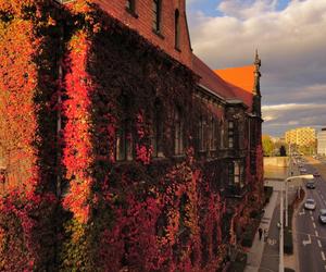 Te widoki zapierają dech w piersiach. Piękna jesień we Wrocławiu   