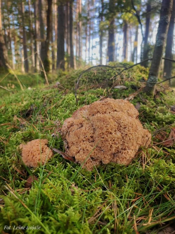 Grzybobranie Leśne Wojaże 