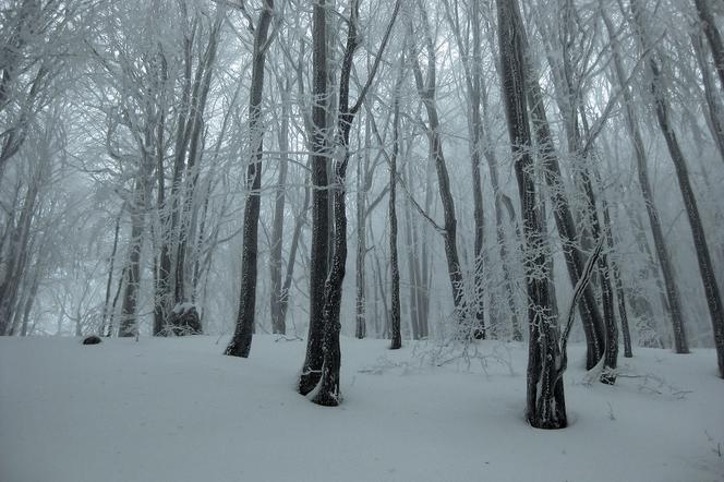 Bieszczady: Zamknięte wszystkie szlaki turystyczne