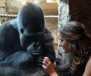 Warszawskie ZOO. Goryl M’Tonge Mutek