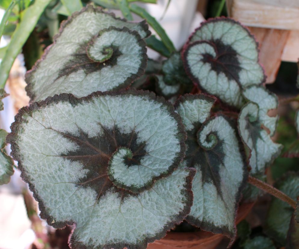 Begonia królewska