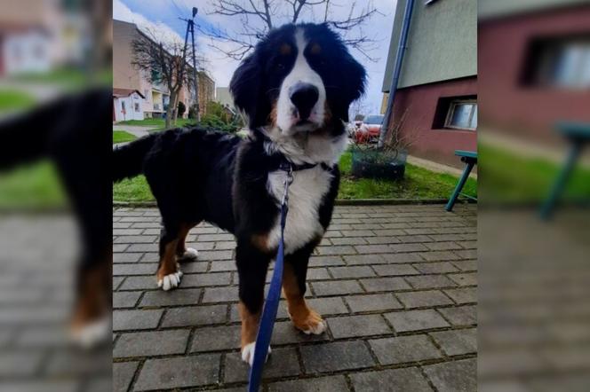 Mężczyzna ukradł psa z prywatnej posesji z Kolnie