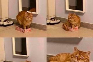 Koty opanowały internet! Memy z mruczkami bawią do łez [TOP 45]