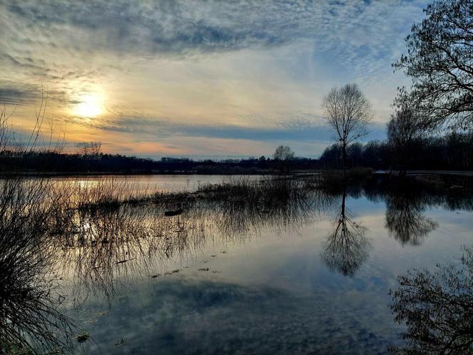 Widowiskowe powodziowe rozlewisko Wisły w Strzyżawie. Piękne, ale niebezpieczne. Woda podchodzi pod domy 