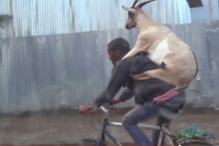 Koza na plecach rowerzysty