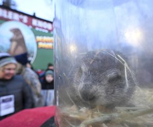 Świstak przepowiedział sześć tygodni zimy