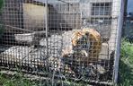 Policja zamknęła nielegalne zoo