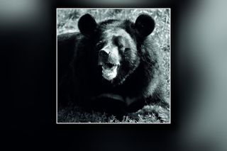 Pożegnanie legendy toruńskiego zoo. Odeszła Wolta, najstarszy niedźwiedź himalajski w Europie
