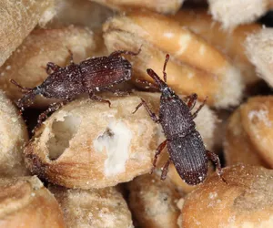 Jak pozbyć się wołków zbożowych? Sprawdź, jak je zwalczyć