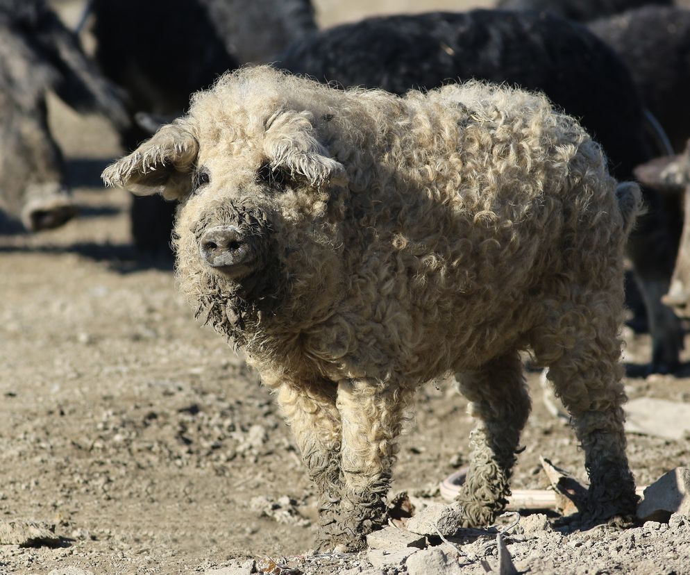 Mangalica: co to za rasa świń? Mięso z mangalicy: właśności, wartości odżywcze, zastosowanie