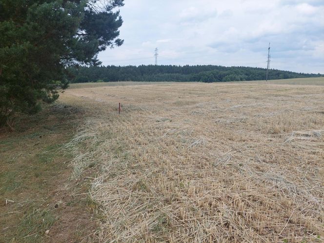 Akcja na polu, gdzie znaleziono Wampirkę z Pnia. Młodzi chodzili z detektorami, niedługo wracają tam archeolodzy