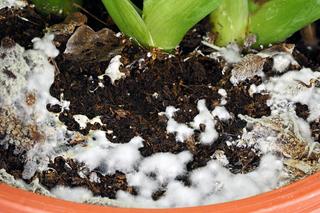 Pleśń w doniczce. Przyczyny, zapobieganie. Zdjęcia
